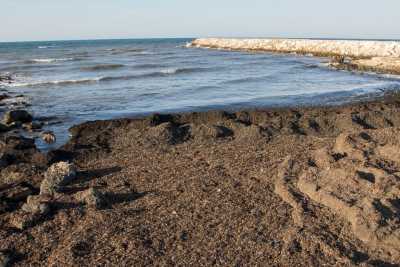 Bari e quel suo acre odore del mare: �� dato dalle preziose praterie di alghe e posidonia�
